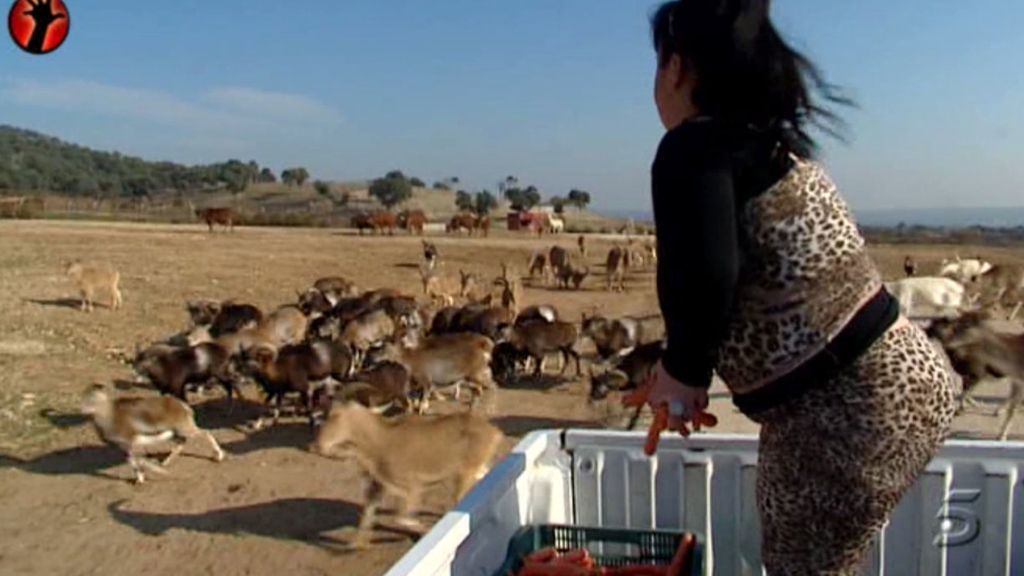 La reportera bautiza como 'Sálvame' y 'Deluxe' a dos llamas