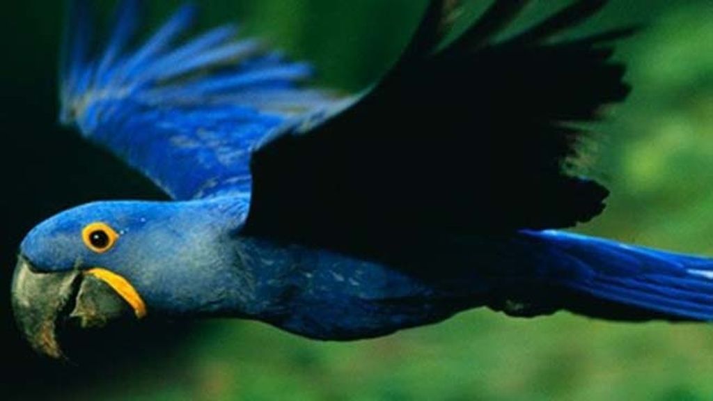 El sorprendente mundo animal