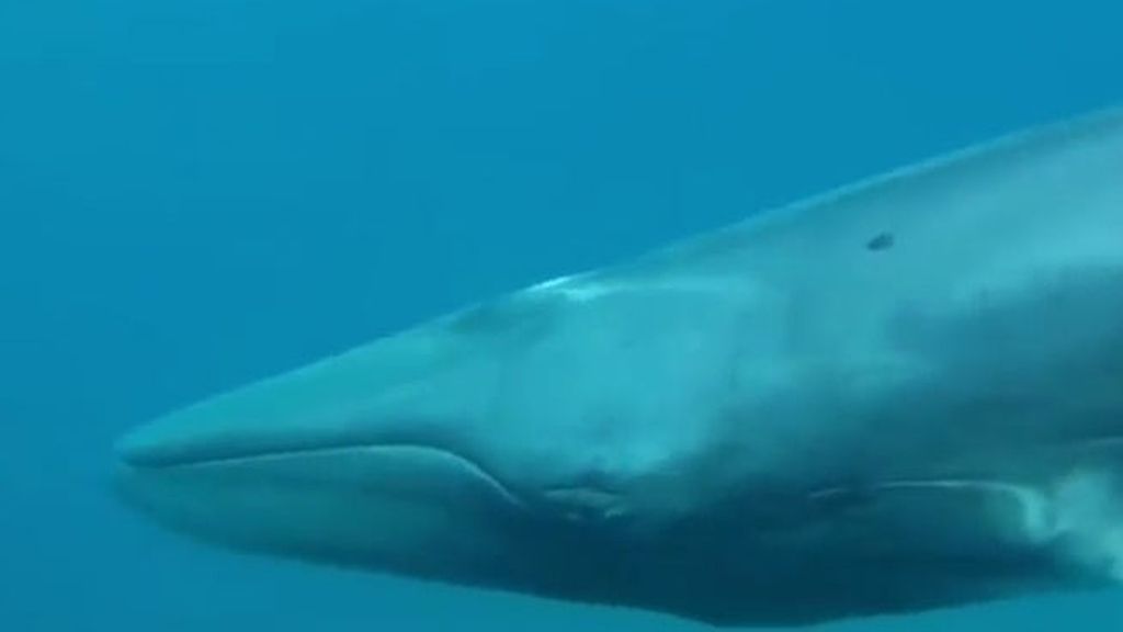 La ballena más rara del mundo, filmada por primera vez