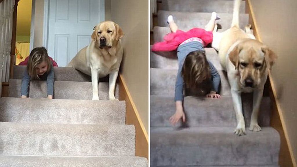 Un labrador le copia la forma de bajar las escaleras a una niña