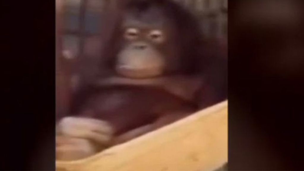 El orangután más listo del mundo
