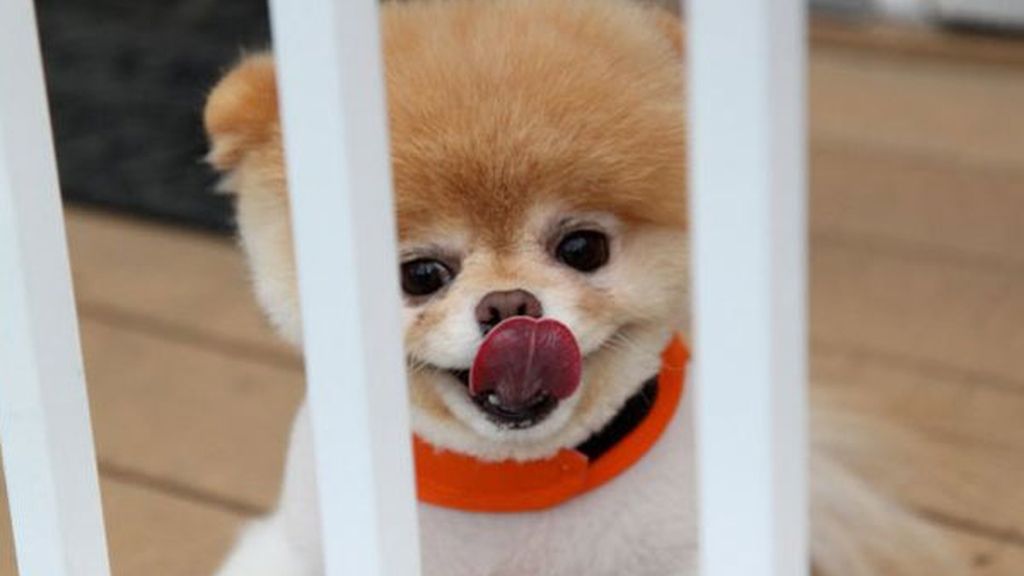 El perro de los dos millones de fans
