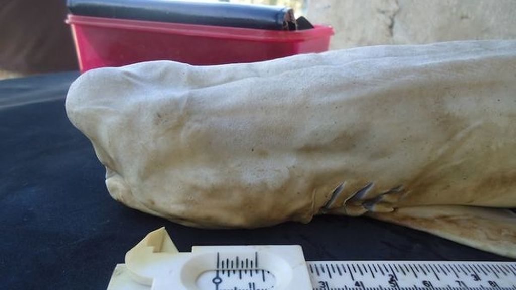 Hallan un tiburón cíclope albino