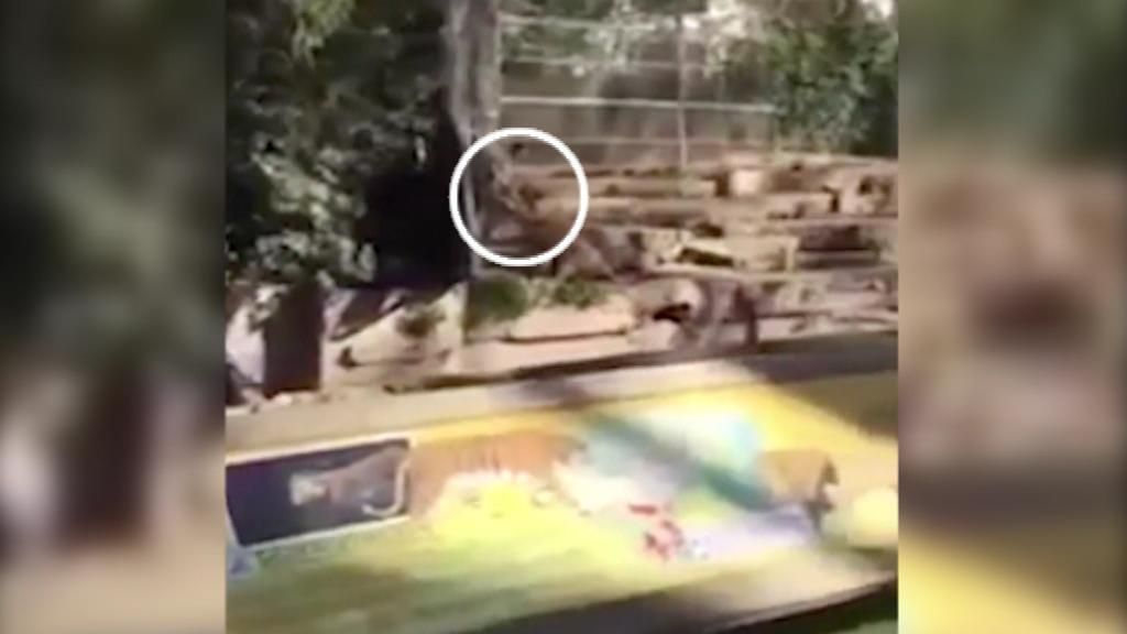 Así fue el ataque de los leones en el zoo de Barcelona