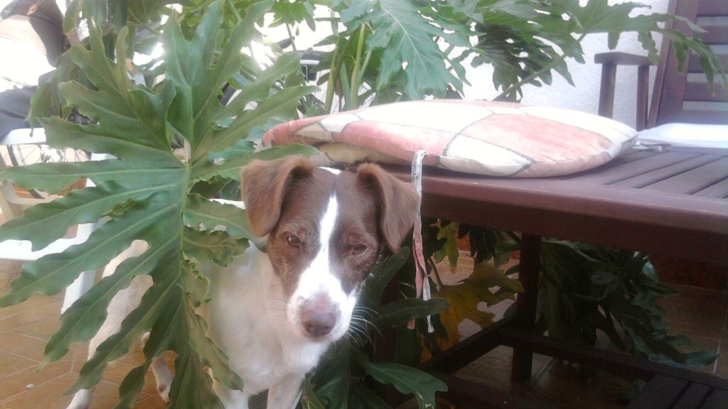 Concursantes Efecto ¡GUAU!... de mascotas
