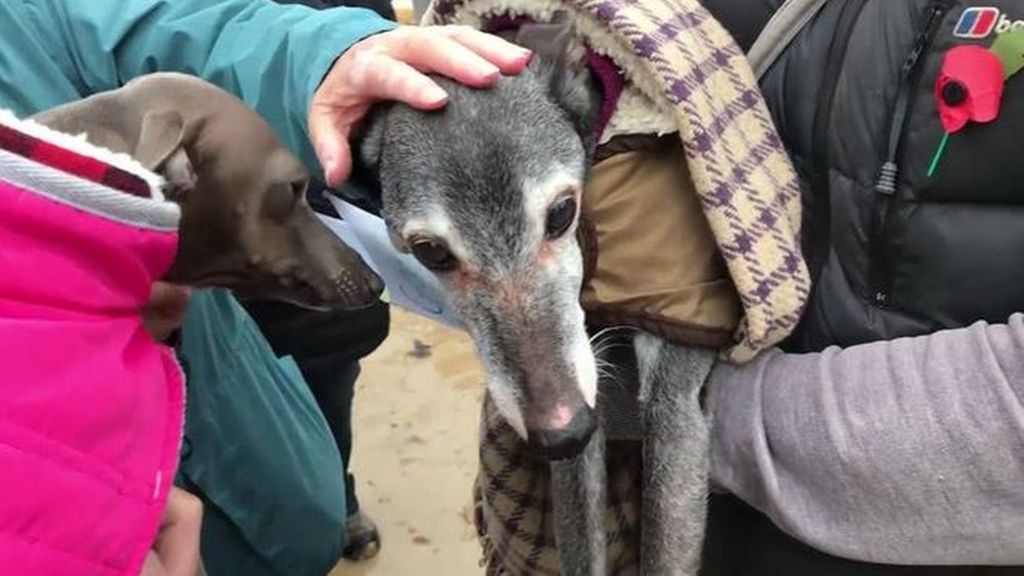 Un pueblo inglés realiza una emotiva despedida a un perro en su último paseo