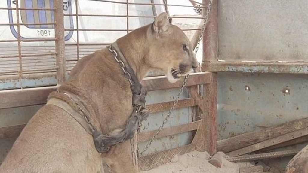 Mufasa, liberado después de décadas de circo