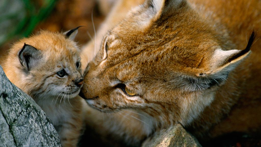 El sorprendente mundo animal