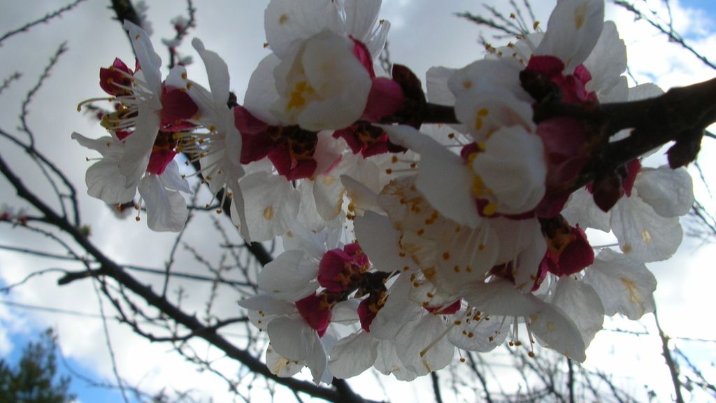 Concursantes Efeto ¡GUAU!... en primavera