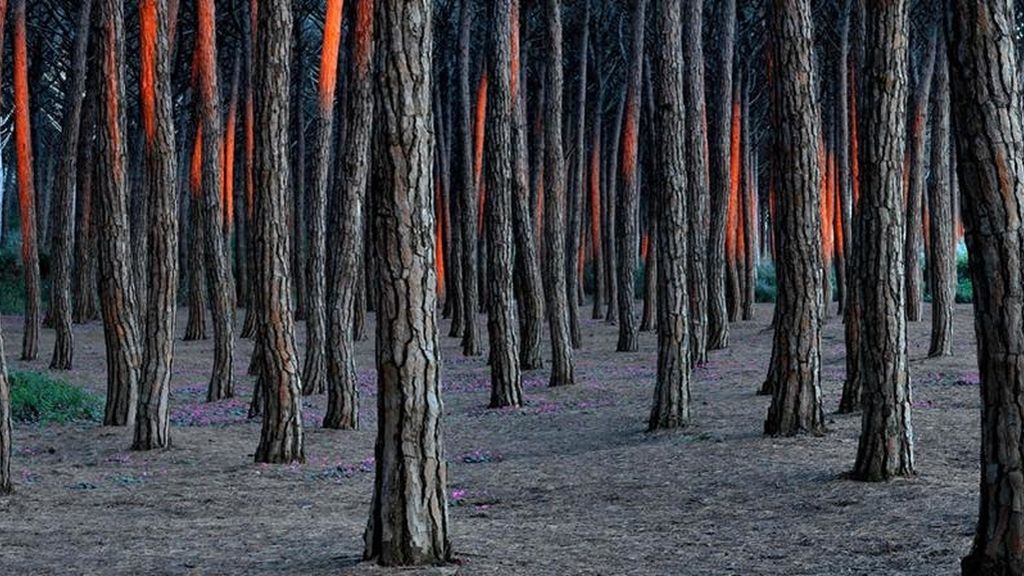 La naturaleza a concurso