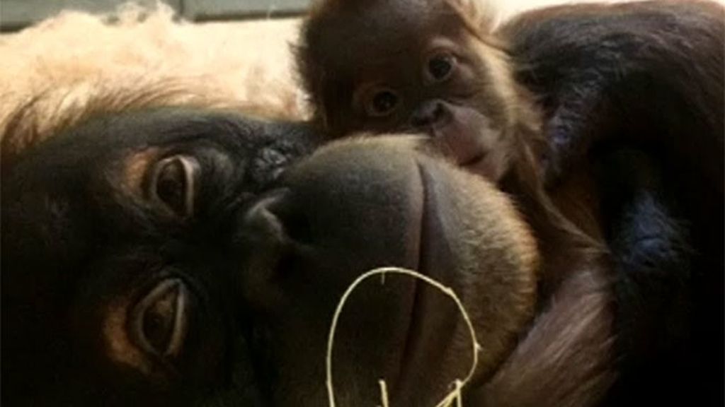 La alegría de la mamá orangután al reencontrarse con su cría... "¡Mi bebé!"