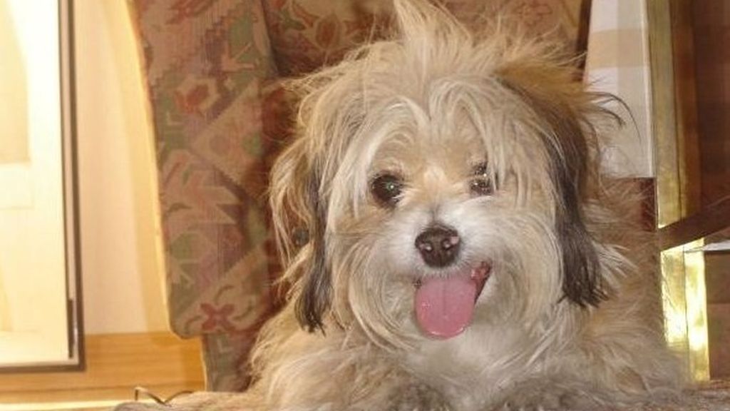 Concursansantes Efecto ¡GUAU!... de mascotas