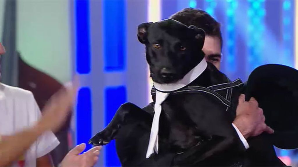 El perro Rocky se convierte en el segundo finalista de '¡Vaya Fauna!'