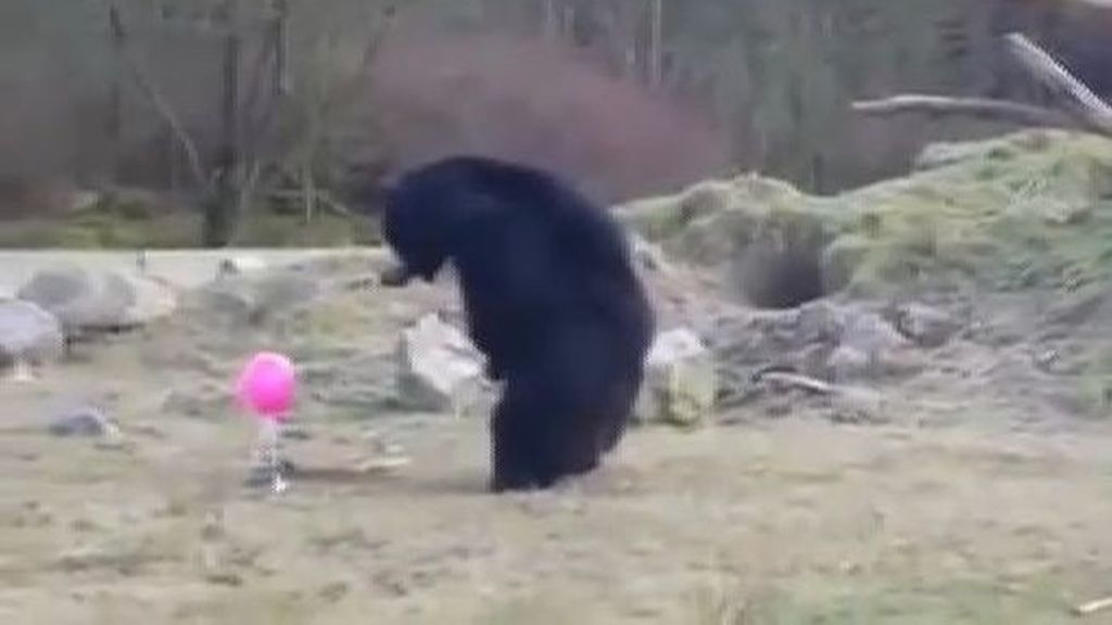 Así reaccionan los osos de un zoo de Holanda al ver un globo