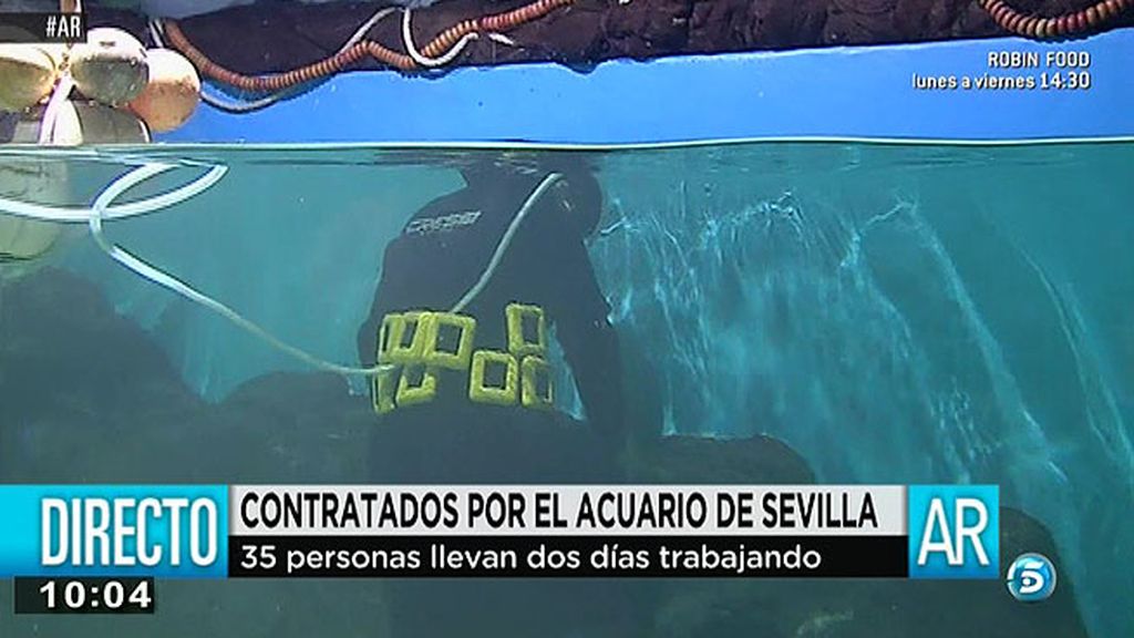 El acuario de Sevilla da trabajo a 35 personas