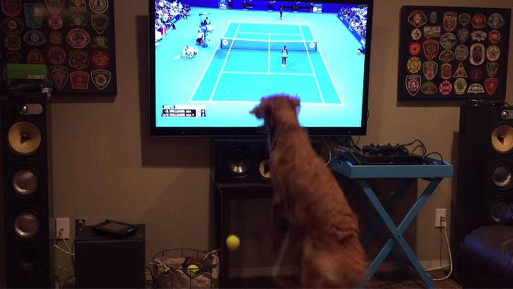 George, el perro más fan de Serena Williams
