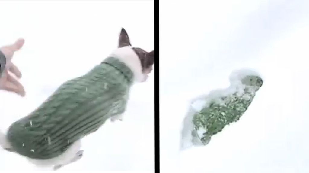 ¿Por qué los chihuahuas no pueden correr por la nieve?
