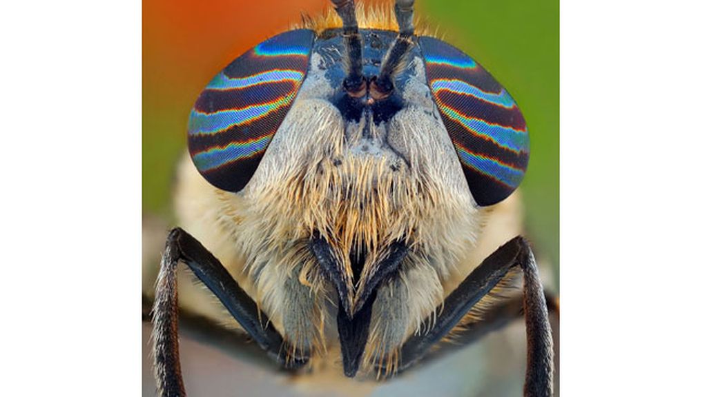 Las macrofotografías de insectos  del fotógrafo polaco Ireneusz Irass Waledzik