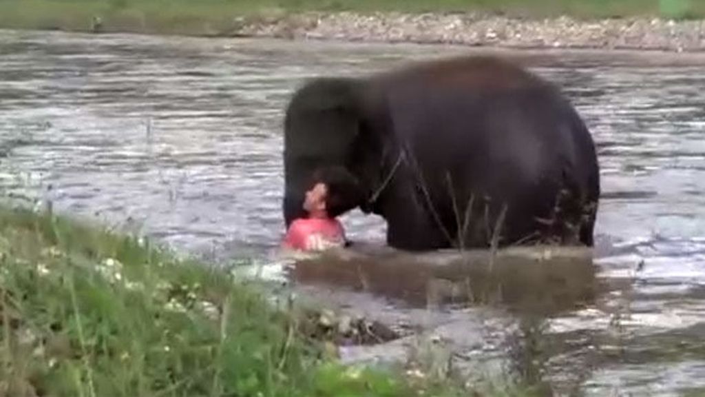 Un elefante se lanza al río para salvar a su cuidador al creer que se está ahogando