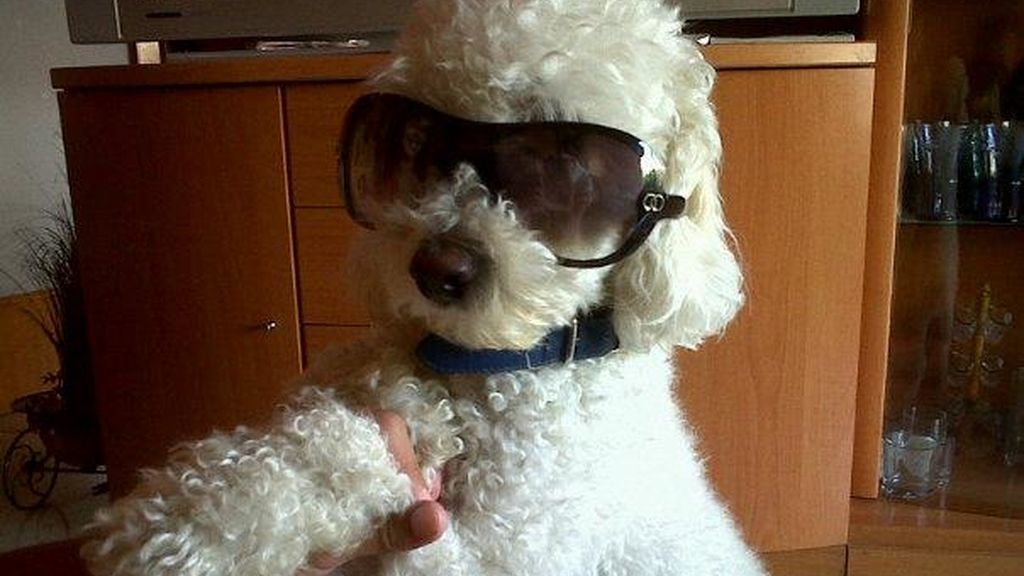 Concursantes Efecto ¡GUAU!... de mascotas