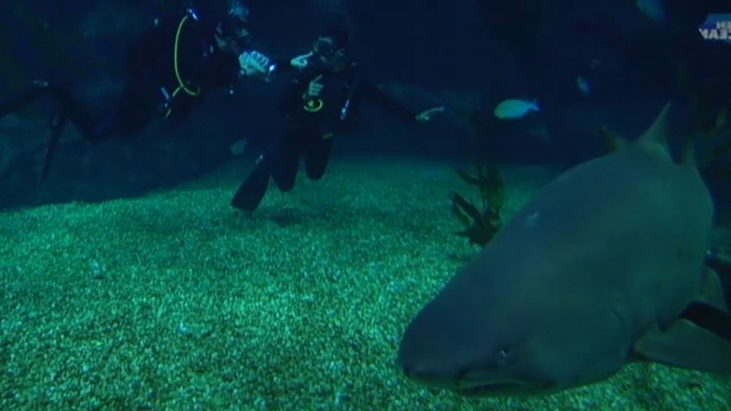 Frank bucea entre tiburones