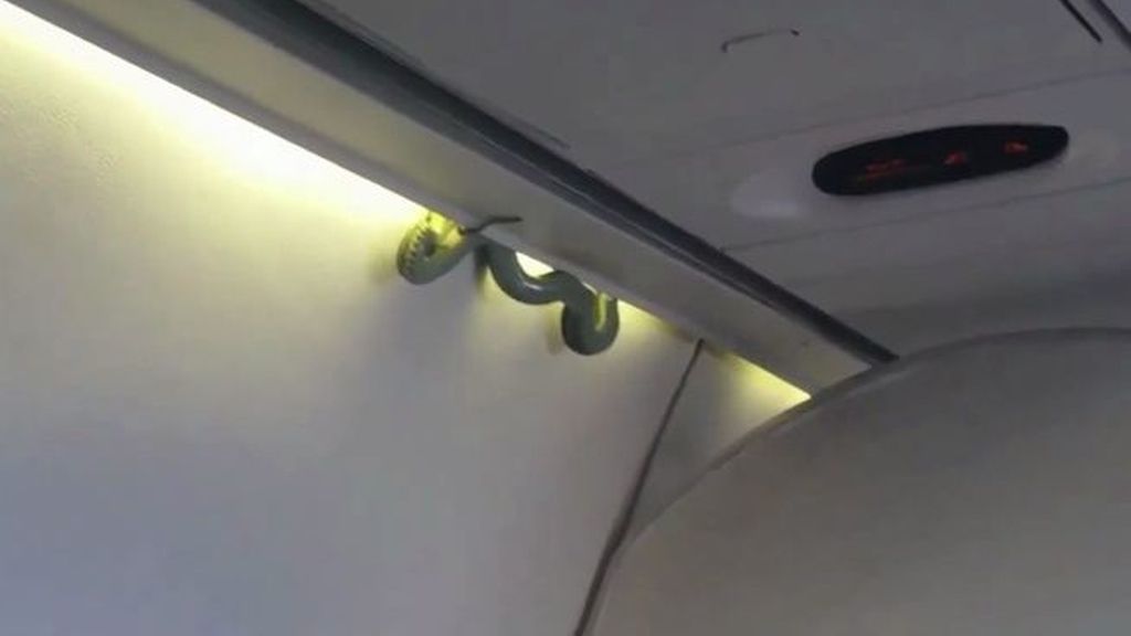 Aparece una gran serpiente en un vuelo de México