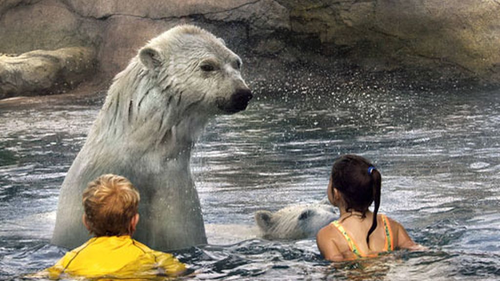 Un baño con... osos polares