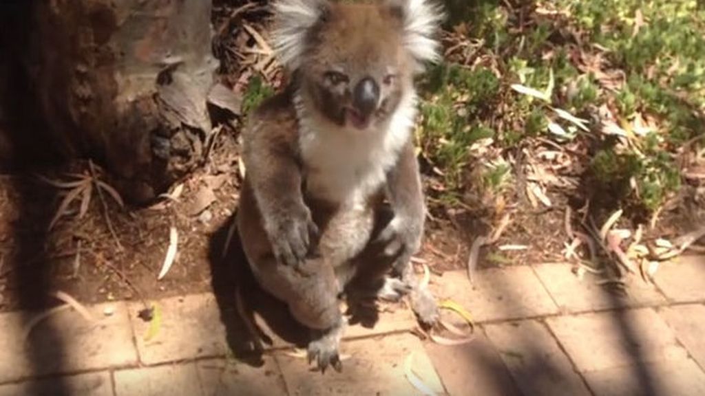 El llanto de un pequeño koala al ser expulsado de un árbol se vuelve viral
