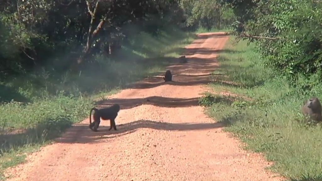 Un paseo por la Sabana