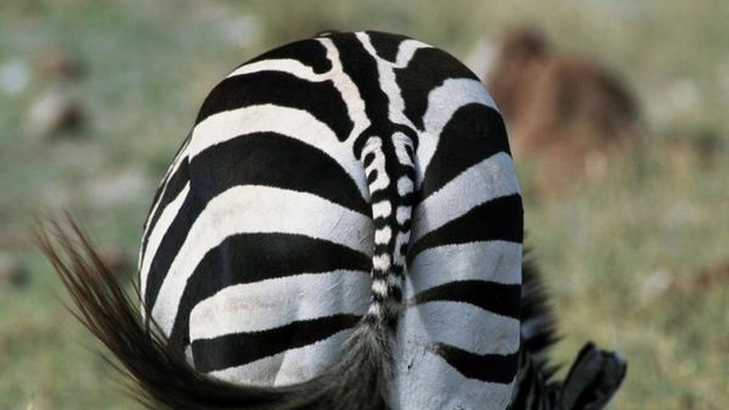 El sorprendente mundo animal