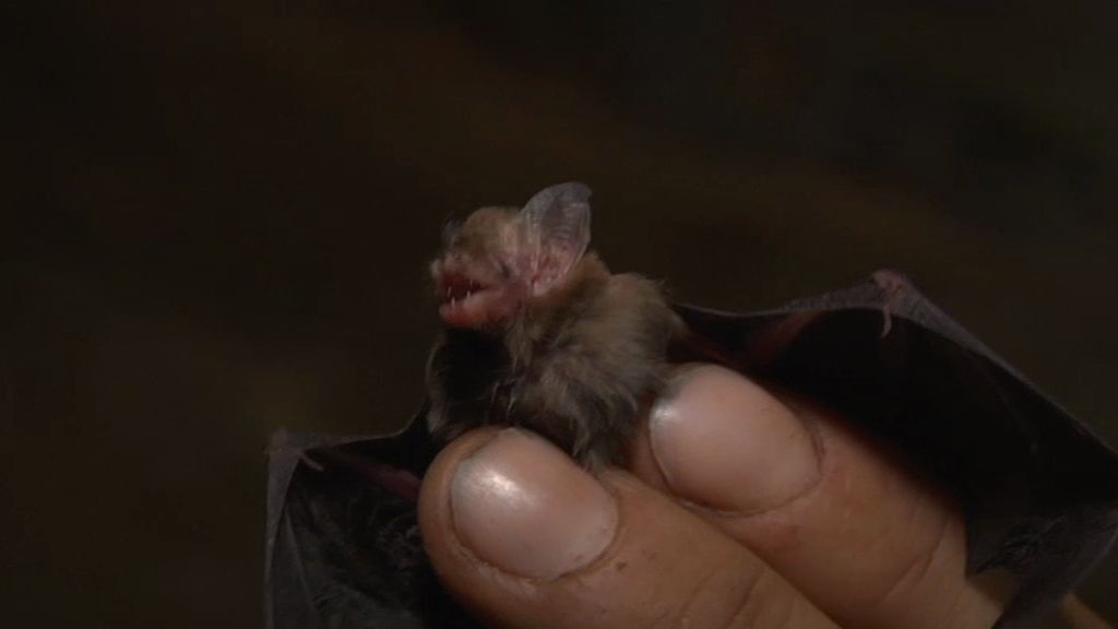 El murciélago más grande del mundo y el más pequeño en la nueva entrega de 'Frank de la jungla'