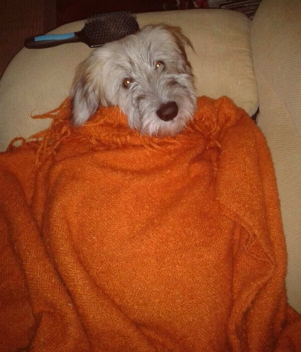 Concursantes Efecto ¡GUAU!... de mascotas