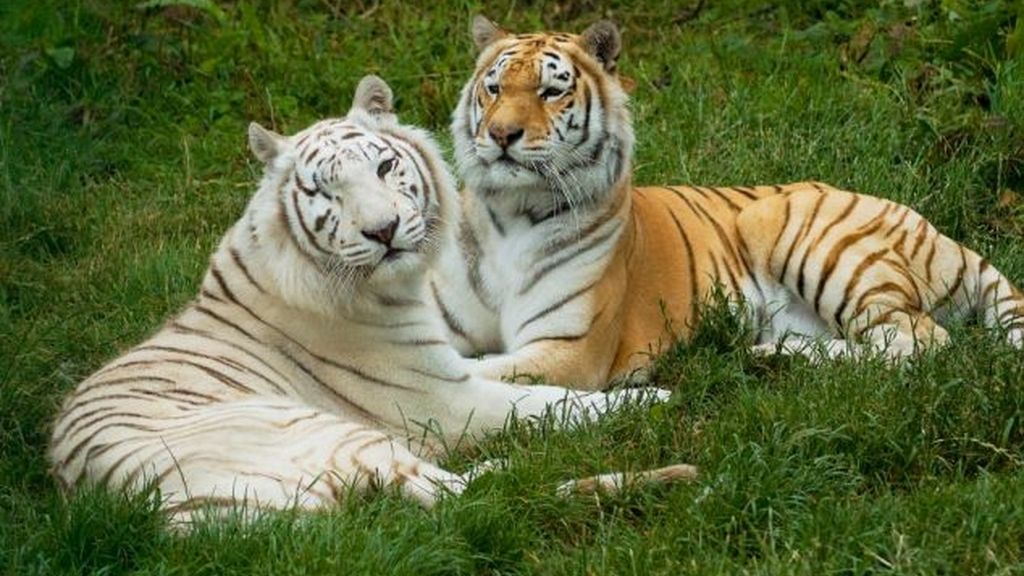 La tigresa Zena no se quedará ciega