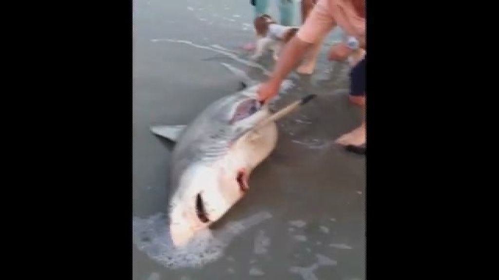 Un grupo de bañistas ayudan a dar a luz a un tiburón muerto