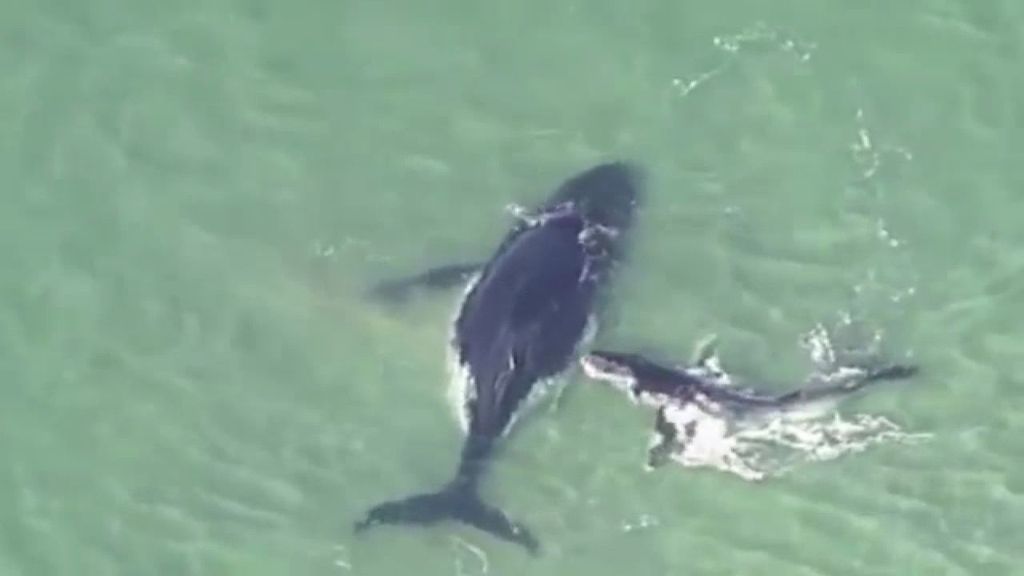 Una cría de ballena salva a su madre de morir varada en el mar