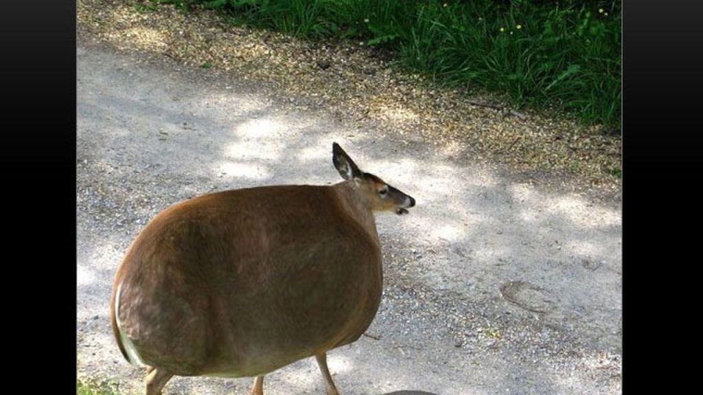 La obesidad en el reino animal