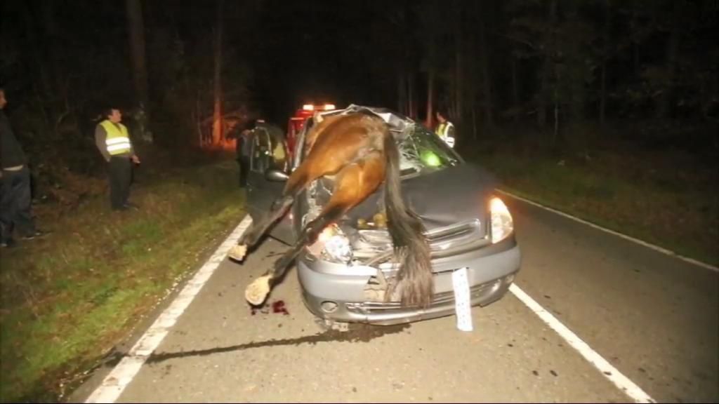 Impresionante accidente de tráfico con un caballo empotrado en un vehículo