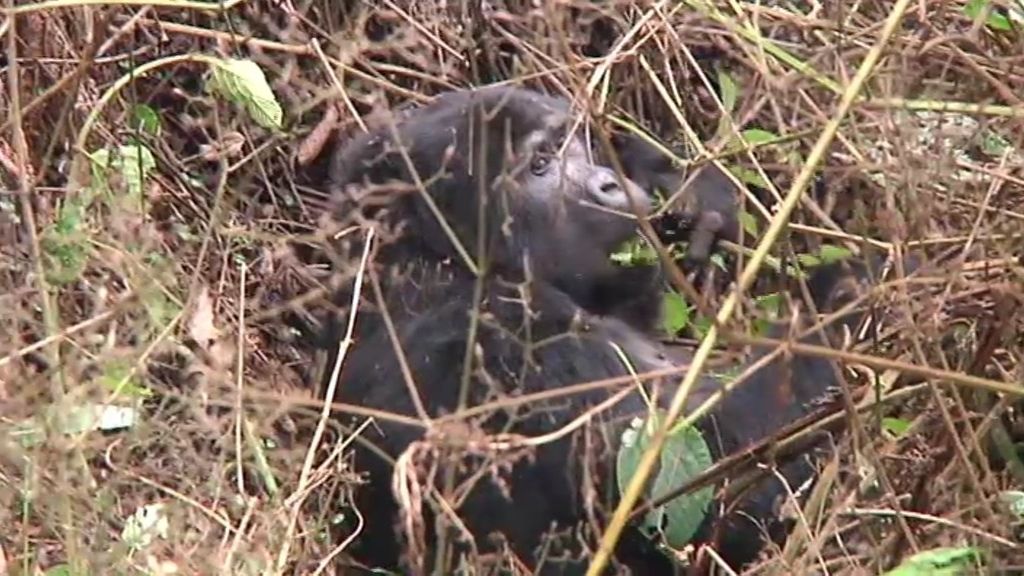Las mejores fotos de Callejeros Viajeros con los últimos gorilas