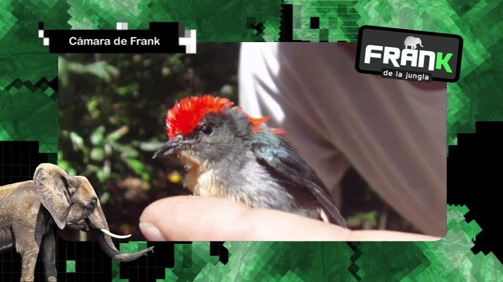 Frank nos muestras algunas de las especies más raras de Asia en  ‘Un viaje animal 1’