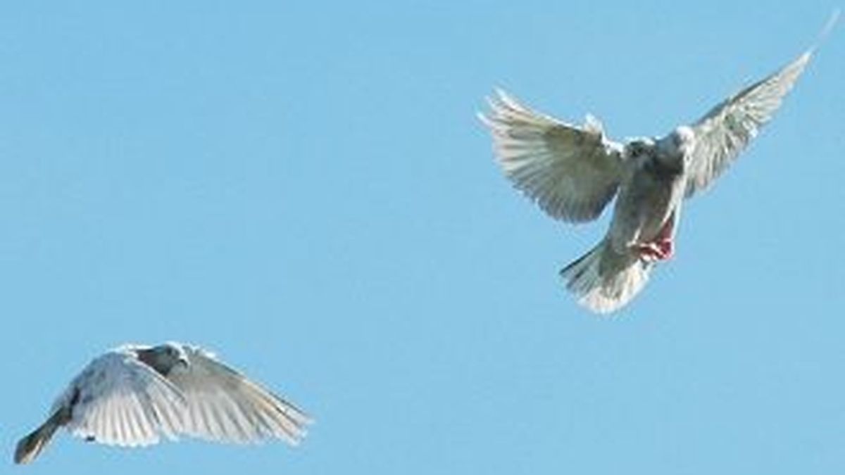 Un nuevo experimento científico ha demostrado que el GPS de las palomas está en el orificio nasal derecho. Foto archivo