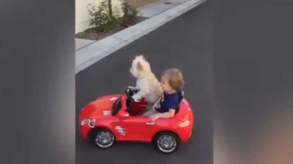 El perro que conduce un coche de juguete