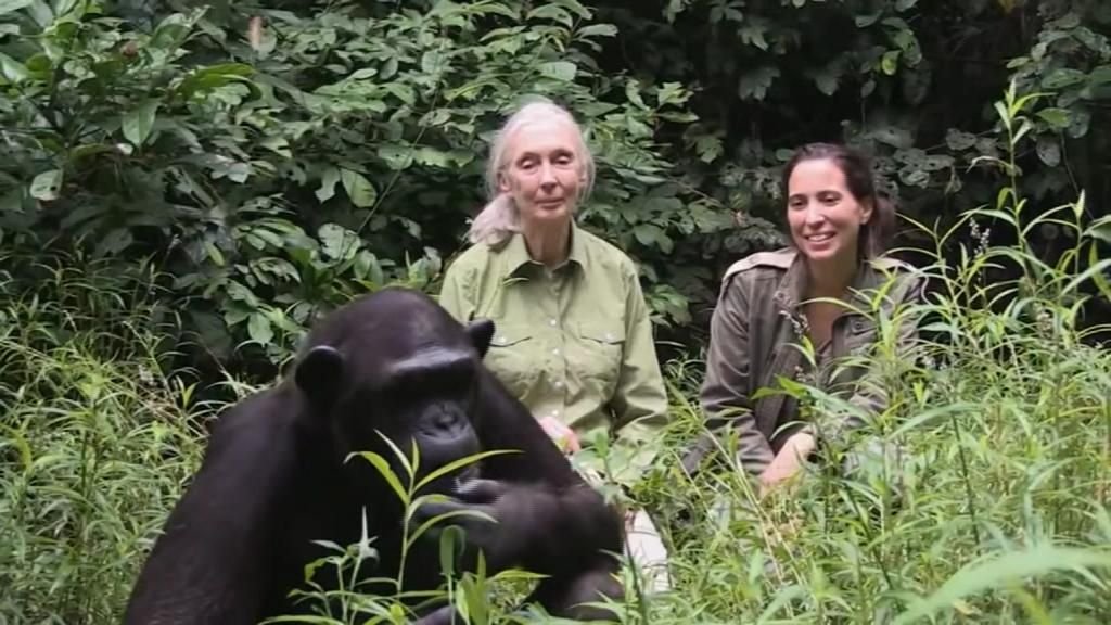 Jane Goodall, más de medio siglo entre primates