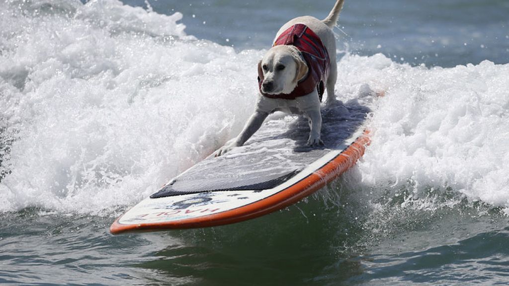 Los perros se suben a la tabla de surf