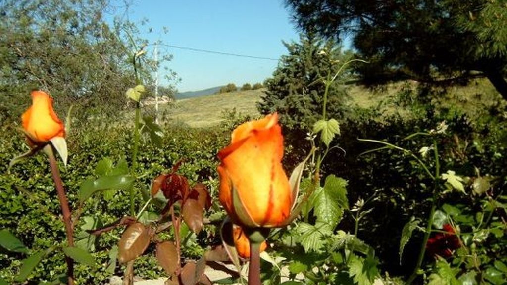 Concursantes Efecto ¡GUAU!... de tu vida