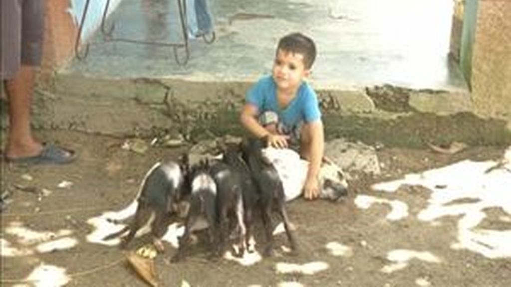 Una perra amamanta en Cuba a cinco cochinillos que quedaron huérfanos