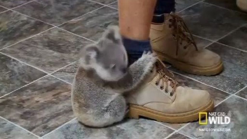 El koala más cariñoso