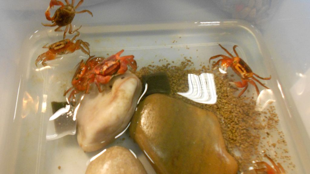 Mascotas de lo más originales