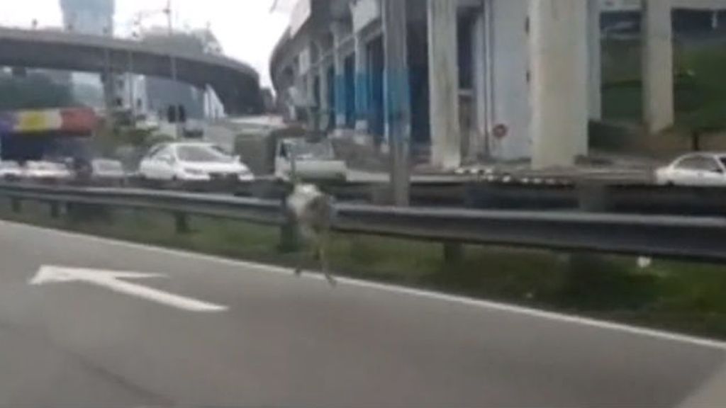Una avestruz recorre una autovía en Malasia