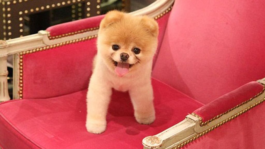 El perro de los dos millones de fans