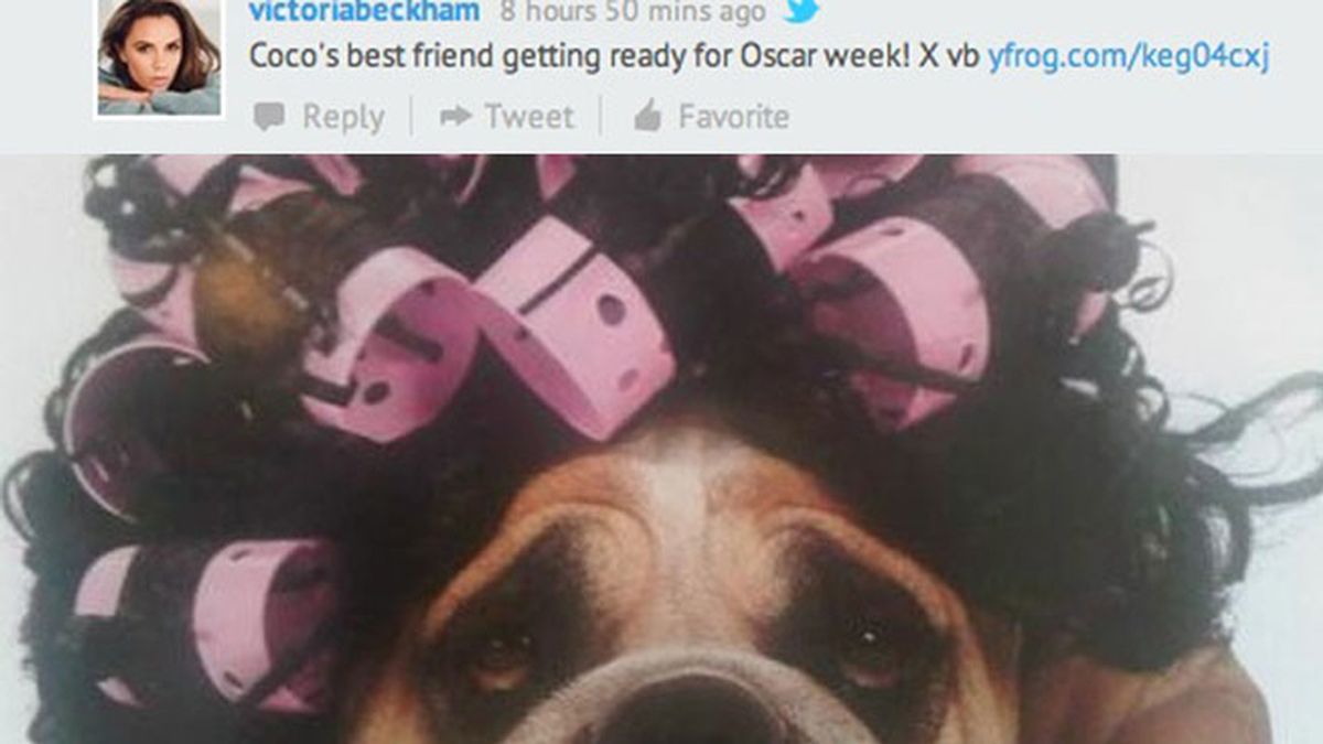 Imagen del perro de Victoria Beckham Imagen del perro de Victoria Beckham